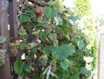 Jak uprawiać winorośl w ogrodzie