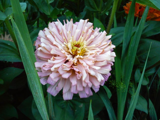 Cynia - letni kwiat rabatowy